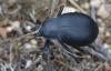 293571 – Photo : Christian Berquer – France (20)
